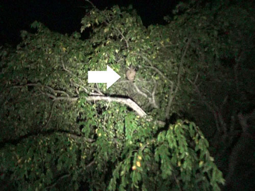 サクラの大木に作ったキイロスズメバチの巣（三春町）