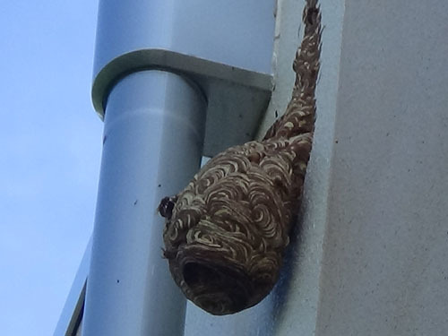 中学校体育館の高所の外壁に作ったスズメバチの巣