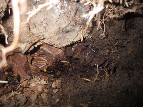 土中のオオスズメバチの巣の全貌（三春町）