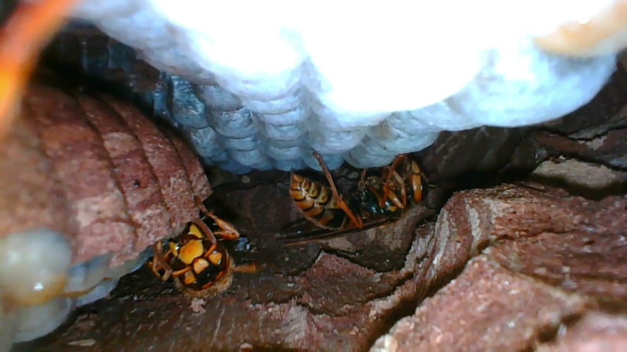 ファイバースコープでスズメバチの軒天の巣を確認（田村市船引町）