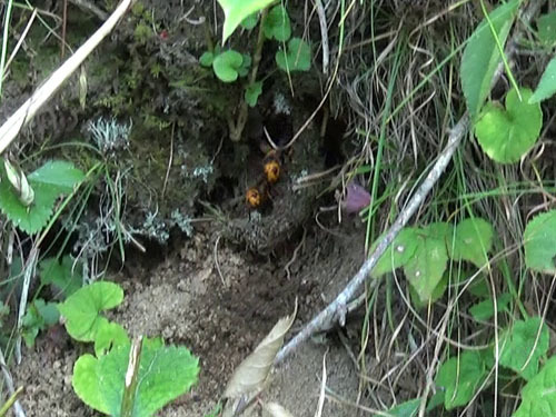 オオスズメバチが出入りする土手の穴（小野町）