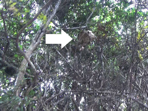 伊達市で生垣のツゲに作られたコガタスズメバチの巣