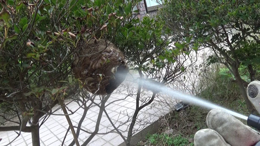 スズメバチの巣の中に殺虫剤を噴射（郡山市）