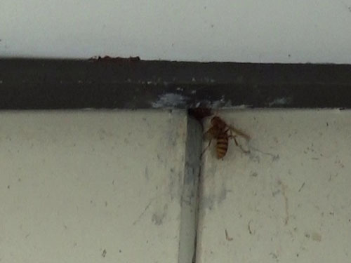 小野町で壁の隙間から出入りするキイロスズメバチ