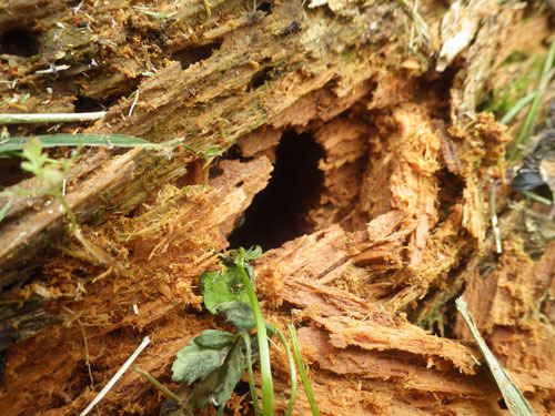 スズメバチの巣は倒木の空洞の中（三春町）