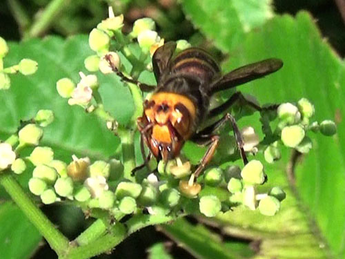 コガタスズメバチがヤブガラシの花の蜜をなめる