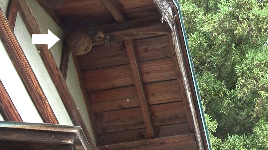 会津若松市でスズメバチ駆除