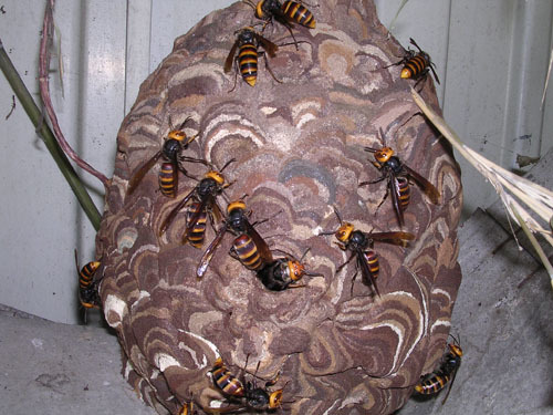 コガタスズメバチの最大級の大きさの巣