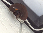 郡山市で一冬を越したコガタスズメバチの巣
