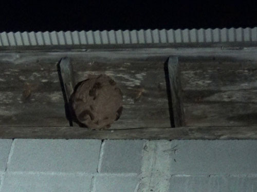キイロスズメバチが２階の軒下に作った巣（二本松市）