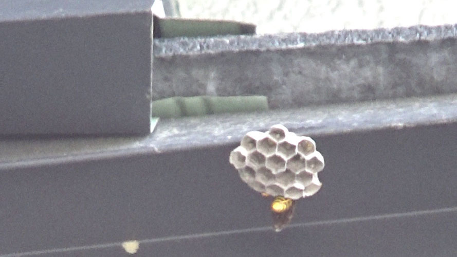 ２階の軒下にアシナガバチの巣（郡山市片平町）