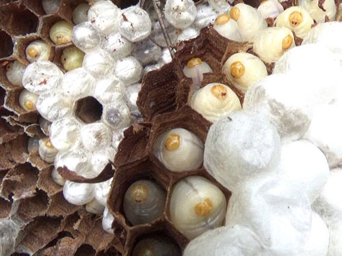 会津坂下町で駆除したオオスズメバチの巣の幼虫と蛹