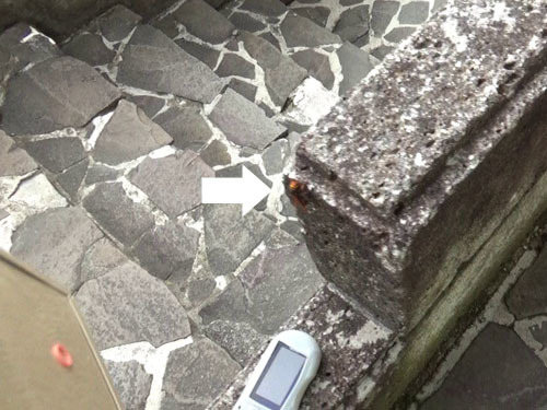 ヒメスズメバチの女王蜂を粘着板で捕虫（会津若松市）