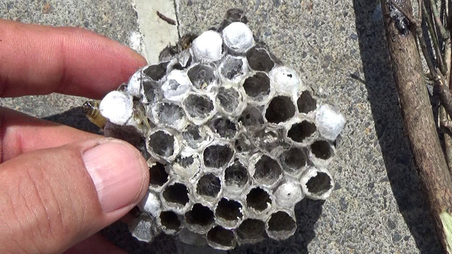 撤去した異常なアシナガバチの巣（本宮市新井田）