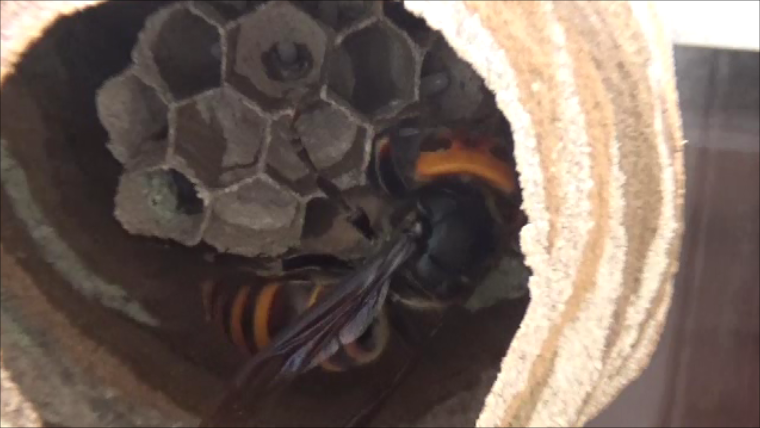 福島県鏡石町でハチ駆除・スズメバチ駆除