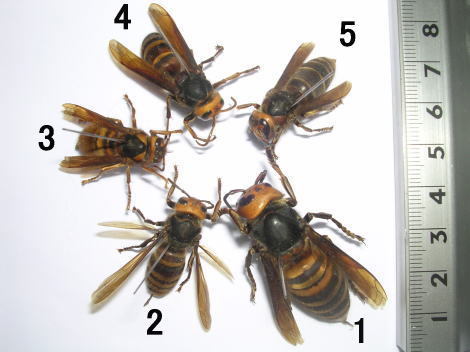 スズメバチの種類の見分け方