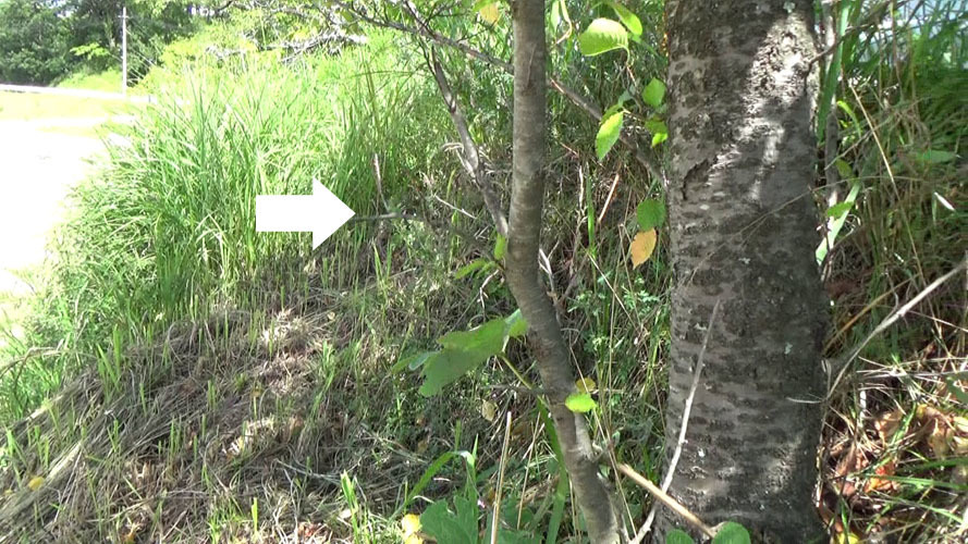 本宮小学校のグラウウンドで土手のスズメバチの母駆除の現場