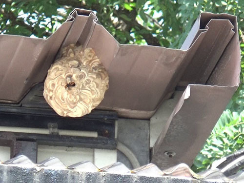 事務棟の屋根の軒下にスズメバチの巣（喜多方市）