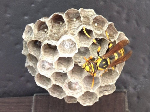キアシナガバチの初期巣