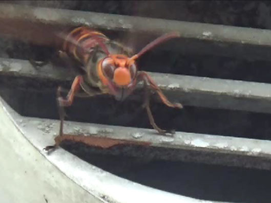 福島市でスズメバチ駆除