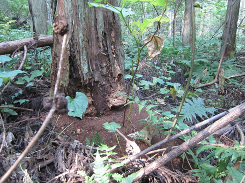 スギの地面に細かい木くずが堆積して広がる（会津）