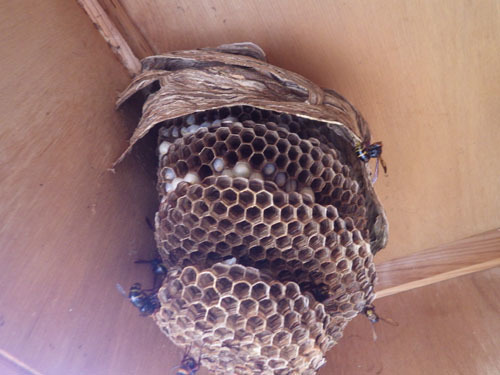郡山市でモンスズメバチの巣