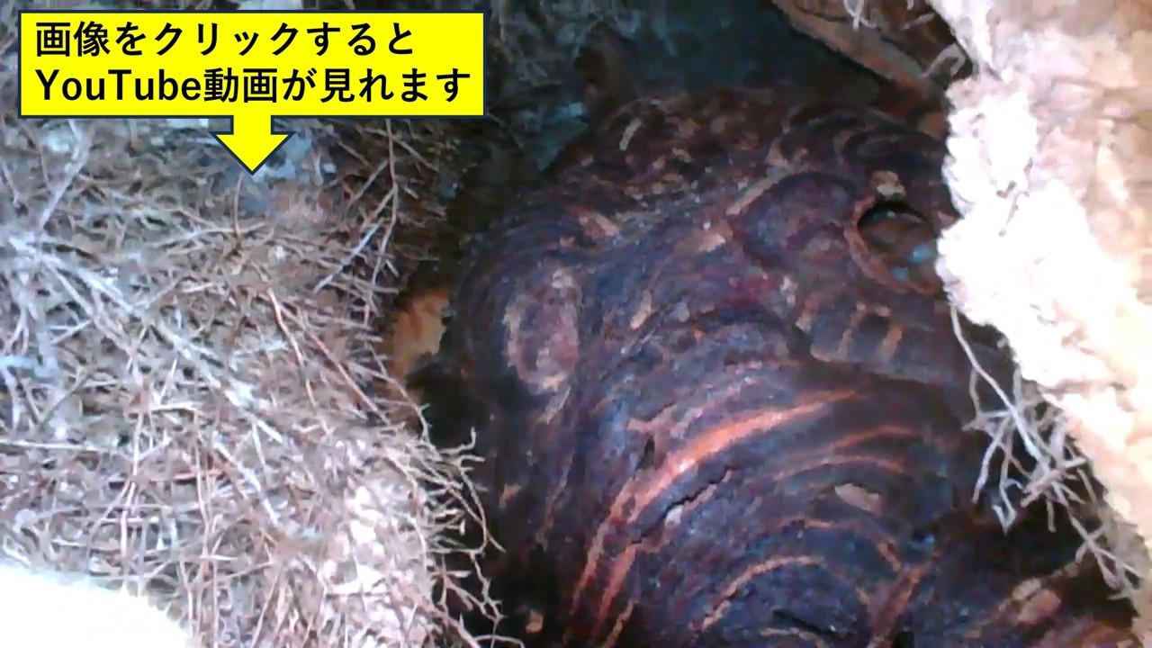 切り株の中に作ったキイロスズメバチの巣（郡山市）