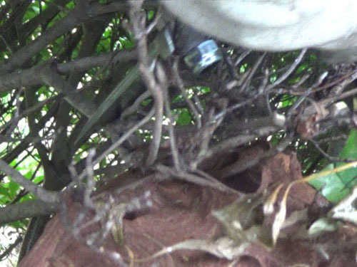 天栄村で庭木のスズメバチの巣を撤去中