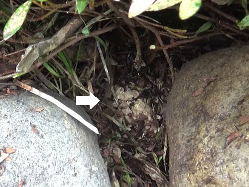 キイロスズメバチの巣は花壇の土の中にあった