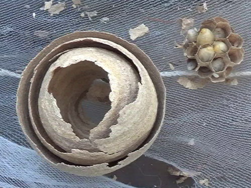 キイロスズメバチの初期巣