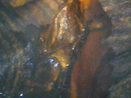 マイクロスコープで天井裏の蜂の巣の状況確認(鏡石町)