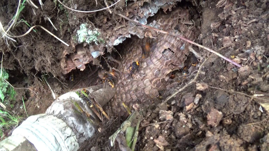 撤去したオオスズメバチの巣（須賀川市）