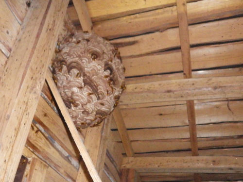スズメバチの巣は天井裏に