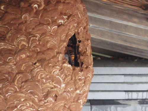 オオスズメバチがキイロスズメバチの巣を占拠(白河市)