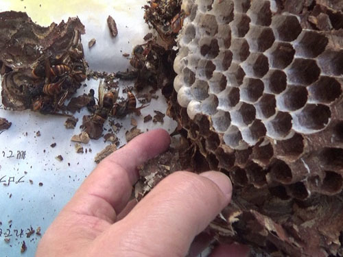 撤去した一冬越した巣のスズメバチの死骸（福島市）