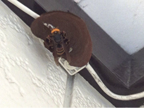 スズメバチの女王蜂が作り始めたばかりの巣（郡山市）
