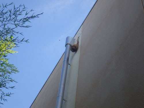 体育館の外壁に作ったキイロスズメバチの引っ越し巣（小野町）