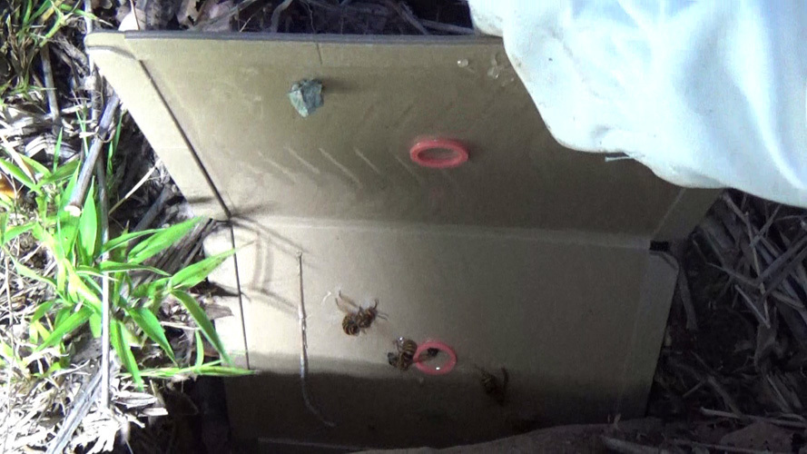 巣跡に戻るスズメバチ対策で粘着板を設置（須賀川市）