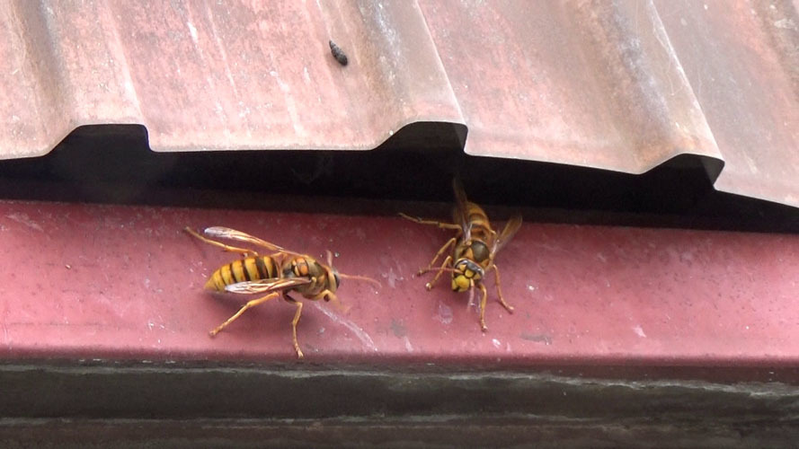 須賀川市南町でスズメバチ駆除の現場