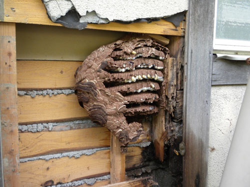 壁間に作ったキイロスズメバチの巣（平田村）