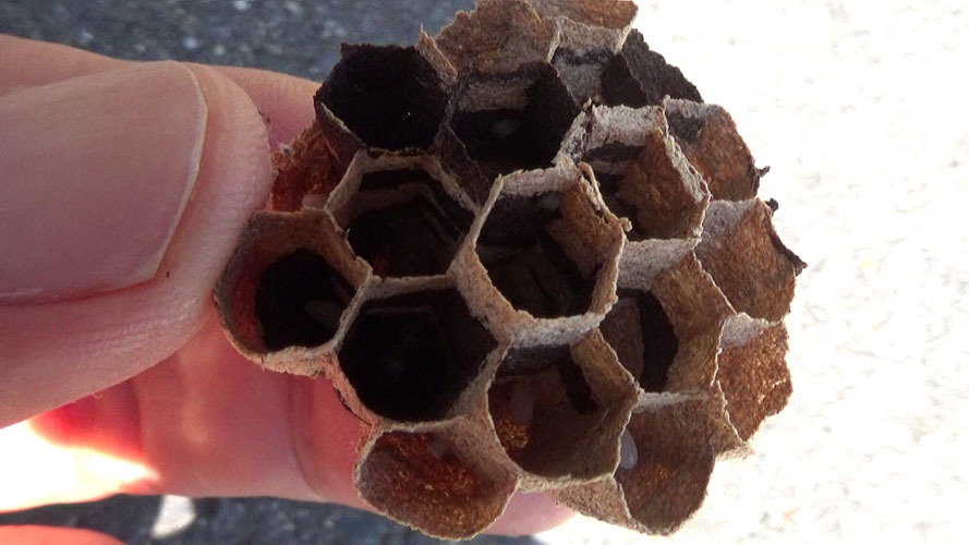 逆とっくり型の巣から取り出した巣盤（須賀川市）