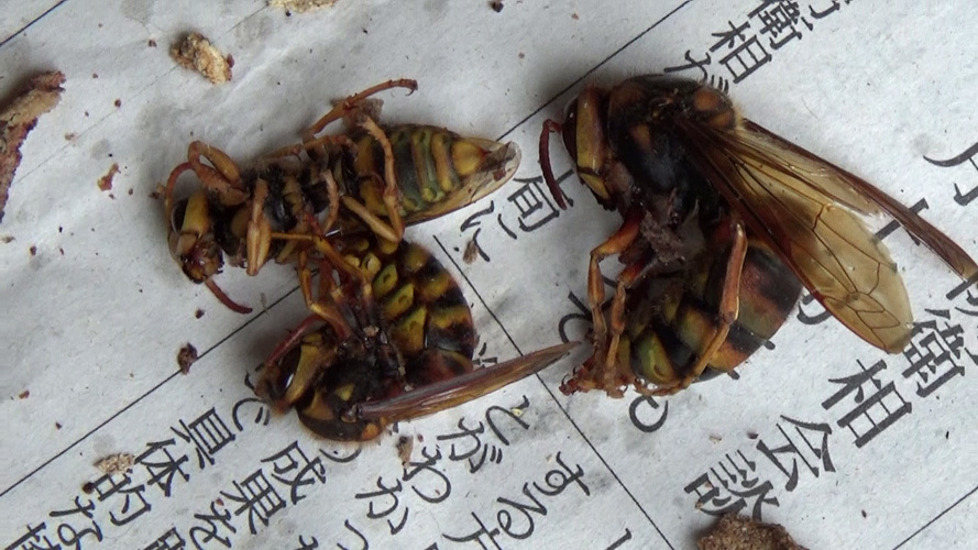 キイロスズメバチの女王蜂と働き蜂（須賀川市）