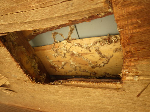 スズメバチの巣を撤去した巣跡（田村市）