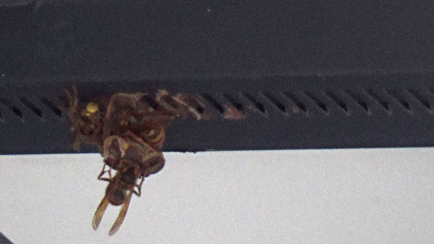 玄関の真上に作り始めた引っ越し巣（須賀川市）