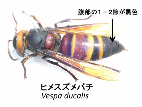 ヒメスズメバチを見分ける形態の特徴