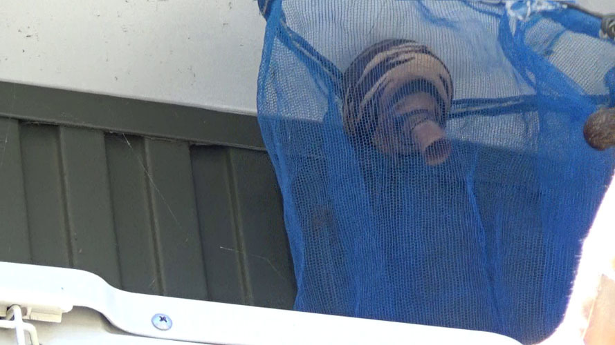 軒下のスズメバチの巣をネットで撤去（須賀川市）