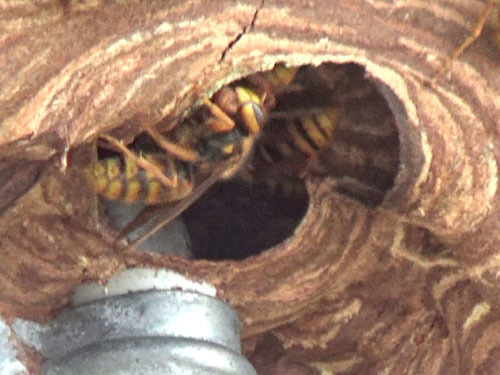 磐梯町で壁間にあるスズメバチの巣への出入り口