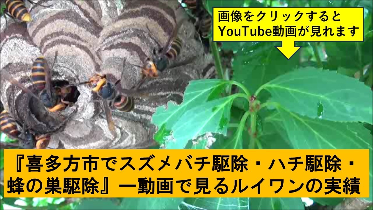 喜多方市でのハチ駆除の実績動画