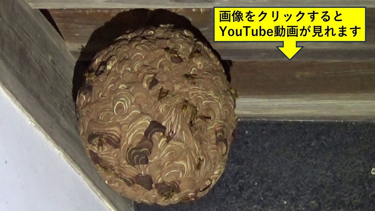須賀川市で軒下のスズメバチ駆除の現場