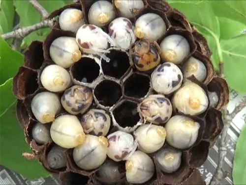 駆除したスズメバチの巣の白い繭をむく（福島市）